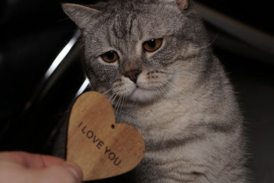 Customizing Pet Accessories with OMTech CO2 Laser Engraver Machines